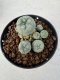 Lophophora williamsii 4-6 cm 10 years old seed ownroot flower seedling ロフォフォラ　烏羽玉　仔吹き サボテン