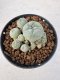 Lophophora williamsii 4-6 cm 10 years old seed ownroot flower seedling ロフォフォラ　烏羽玉　仔吹き サボテン