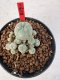 Lophophora williamsii 4-6 cm 10 years old seed ownroot flower seedling ロフォフォラ　烏羽玉　仔吹き サボテン