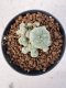 Lophophora williamsii 4-6 cm 10 years old seed ownroot flower seedling ロフォフォラ　烏羽玉　仔吹き サボテン