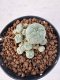 Lophophora williamsii 4-6 cm 10 years old seed ownroot flower seedling ロフォフォラ　烏羽玉　仔吹き サボテン