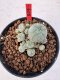 Lophophora williamsii 4-6 cm 10 years old seed ownroot flower seedling ロフォフォラ　烏羽玉　仔吹き サボテン