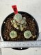 Lophophora williamsii 4-6 cm 10 years old seed ownroot flower seedling ロフォフォラ　烏羽玉　仔吹き サボテン