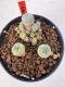 Lophophora williamsii 4-6 cm 10 years old seed ownroot flower seedling ロフォフォラ　烏羽玉　仔吹き サボテン