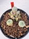 Lophophora williamsii 4-6 cm 10 years old seed ownroot flower seedling ロフォフォラ　烏羽玉　仔吹き サボテン