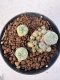 Lophophora williamsii 4-6 cm 10 years old seed ownroot flower seedling ロフォフォラ　烏羽玉　仔吹き サボテン