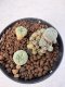 Lophophora williamsii 4-6 cm 10 years old seed ownroot flower seedling ロフォフォラ　烏羽玉　仔吹き サボテン