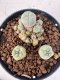 Lophophora williamsii 4-6 cm 10 years old seed ownroot flower seedling ロフォフォラ　烏羽玉　仔吹き サボテン