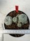 Lophophora williamsii 4-6 cm 10 years old seed ownroot flower seedling ロフォフォラ　烏羽玉　仔吹き サボテン