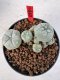 Lophophora williamsii 4-6 cm 10 years old seed ownroot flower seedling ロフォフォラ　烏羽玉　仔吹き サボテン