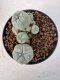 Lophophora williamsii 4-6 cm 10 years old seed ownroot flower seedling ロフォフォラ　烏羽玉　仔吹き サボテン