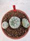 Lophophora williamsii 4-6 cm 10 years old seed ownroot flower seedling ロフォフォラ　烏羽玉　仔吹き サボテン