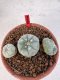 Lophophora williamsii 4-6 cm 10 years old seed ownroot flower seedling ロフォフォラ　烏羽玉　仔吹き サボテン