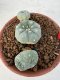 Lophophora williamsii 4-6 cm 10 years old seed ownroot flower seedling ロフォフォラ　烏羽玉　仔吹き サボテン