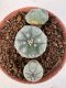 Lophophora williamsii 4-6 cm 10 years old seed ownroot flower seedling ロフォフォラ　烏羽玉　仔吹き サボテン