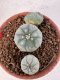 Lophophora williamsii 4-6 cm 10 years old seed ownroot flower seedling ロフォフォラ　烏羽玉　仔吹き サボテン