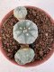 Lophophora williamsii 4-6 cm 10 years old seed ownroot flower seedling ロフォフォラ　烏羽玉　仔吹き サボテン