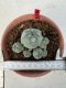 Lophophora williamsii 4-6 cm 10 years old seed ownroot flower seedling ロフォフォラ　烏羽玉　仔吹き サボテン