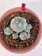 Lophophora williamsii 4-6 cm 10 years old seed ownroot flower seedling ロフォフォラ　烏羽玉　仔吹き サボテン