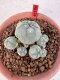 Lophophora williamsii 4-6 cm 10 years old seed ownroot flower seedling ロフォフォラ　烏羽玉　仔吹き サボテン