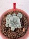 Lophophora williamsii 4-6 cm 10 years old seed ownroot flower seedling ロフォフォラ　烏羽玉　仔吹き サボテン