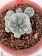 Lophophora williamsii 4-6 cm 10 years old seed ownroot flower seedling ロフォフォラ　烏羽玉　仔吹き サボテン