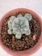 Lophophora williamsii 4-6 cm 10 years old seed ownroot flower seedling ロフォフォラ　烏羽玉　仔吹き サボテン