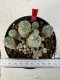 Lophophora williamsii 4-6 cm 10 years old seed ownroot flower seedling ロフォフォラ　烏羽玉　仔吹き サボテン