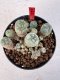 Lophophora williamsii 4-6 cm 10 years old seed ownroot flower seedling ロフォフォラ　烏羽玉　仔吹き サボテン