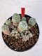 Lophophora williamsii 4-6 cm 10 years old seed ownroot flower seedling ロフォフォラ　烏羽玉　仔吹き サボテン