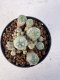 Lophophora williamsii 4-6 cm 10 years old seed ownroot flower seedling ロフォフォラ　烏羽玉　仔吹き サボテン