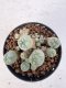 Lophophora williamsii 4-6 cm 10 years old seed ownroot flower seedling ロフォフォラ　烏羽玉　仔吹き サボテン