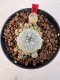 Lophophora williamsii 4-6 cm 10 years old seed ownroot flower seedling ロフォフォラ　烏羽玉　仔吹き サボテン