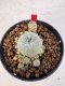 Lophophora williamsii 4-6 cm 10 years old seed ownroot flower seedling ロフォフォラ　烏羽玉　仔吹き サボテン