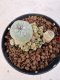 Lophophora williamsii 4-6 cm 10 years old seed ownroot flower seedling ロフォフォラ　烏羽玉　仔吹き サボテン