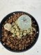 Lophophora williamsii 4-6 cm 10 years old seed ownroot flower seedling ロフォフォラ　烏羽玉　仔吹き サボテン