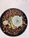 Lophophora williamsii 4-6 cm 10 years old seed ownroot flower seedling ロフォフォラ　烏羽玉　仔吹き サボテン