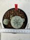 Lophophora williamsii 4-6 cm 10 years old seed ownroot flower seedling ロフォフォラ　烏羽玉　仔吹き サボテン