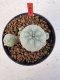 Lophophora williamsii 4-6 cm 10 years old seed ownroot flower seedling ロフォフォラ　烏羽玉　仔吹き サボテン