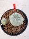 Lophophora williamsii 4-6 cm 10 years old seed ownroot flower seedling ロフォフォラ　烏羽玉　仔吹き サボテン