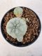 Lophophora williamsii 4-6 cm 10 years old seed ownroot flower seedling ロフォフォラ　烏羽玉　仔吹き サボテン