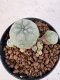 Lophophora williamsii 4-6 cm 10 years old seed ownroot flower seedling ロフォフォラ　烏羽玉　仔吹き サボテン