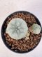 Lophophora williamsii 4-6 cm 10 years old seed ownroot flower seedling ロフォフォラ　烏羽玉　仔吹き サボテン