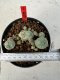 Lophophora williamsii 4-6 cm 10 years old seed ownroot flower seedling ロフォフォラ　烏羽玉　仔吹き サボテン