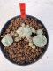 Lophophora williamsii 4-6 cm 10 years old seed ownroot flower seedling ロフォフォラ　烏羽玉　仔吹き サボテン