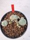 Lophophora williamsii 4-6 cm 10 years old seed ownroot flower seedling ロフォフォラ　烏羽玉　仔吹き サボテン