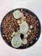 Lophophora williamsii 4-6 cm 10 years old seed ownroot flower seedling ロフォフォラ　烏羽玉　仔吹き サボテン