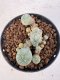 Lophophora williamsii 4-6 cm 10 years old seed ownroot flower seedling ロフォフォラ　烏羽玉　仔吹き サボテン