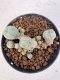 Lophophora williamsii 4-6 cm 10 years old seed ownroot flower seedling ロフォフォラ　烏羽玉　仔吹き サボテン