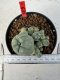 Lophophora williamsii 4-6 cm 10 years old seed ownroot flower seedling ロフォフォラ　烏羽玉　仔吹き サボテン